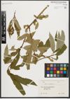 Foto von Salix triandra L.